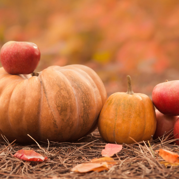 Bosco della Stella<br>Eventi d’Ottobre