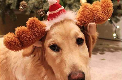 Heliopolis<br> Dog Camp aspetta il Natale…