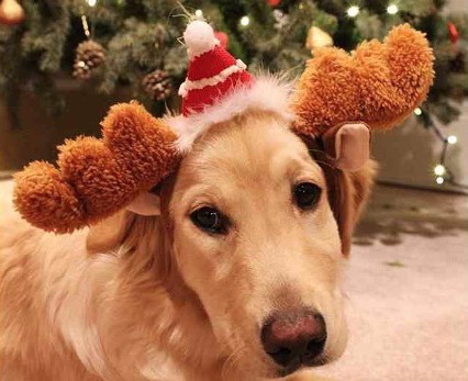 Heliopolis<br> Dog Camp aspetta il Natale…