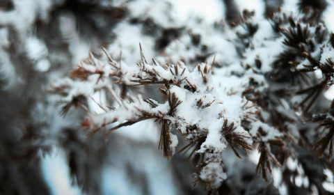 Santa Lucia<br>Gennaio 2024