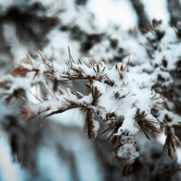 Mazzarello<br>Gennaio 2024