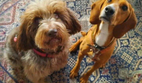 Sant’Andrea<br>Torna la Pet Therapy