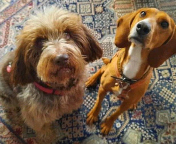 Sant’Andrea<br>Torna la Pet Therapy