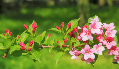 Villa Antea<br>Giugno 2024