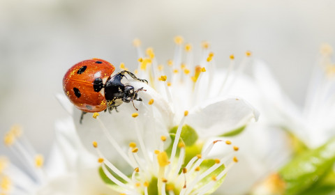 Crocetta<br>Marzo 2024
