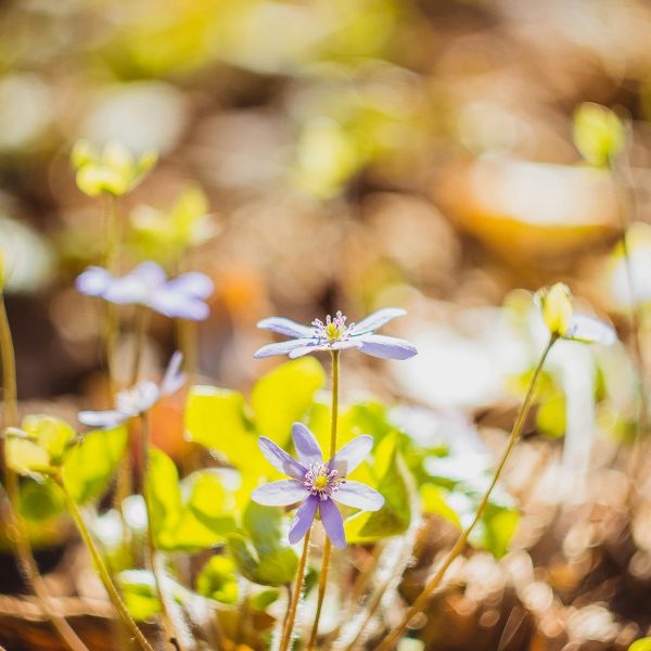 Mazzarello<br>Marzo 2024