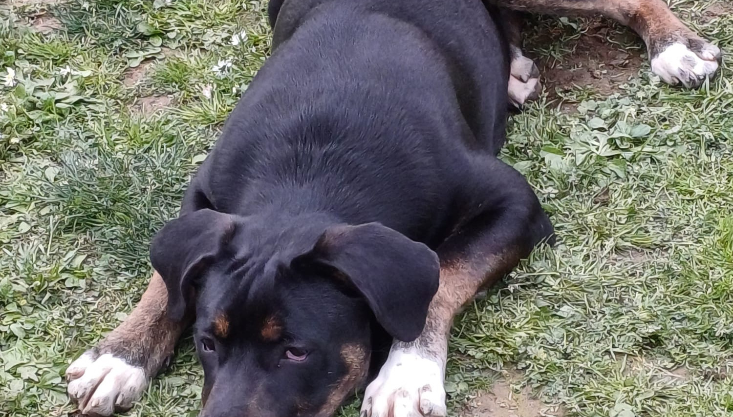 Heliopolis<br>Dog Camp di maggio 2024