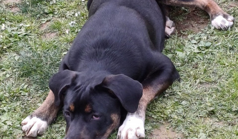 Heliopolis<br>Dog Camp di maggio 2024
