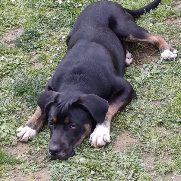 Heliopolis<br>Dog Camp di maggio 2024