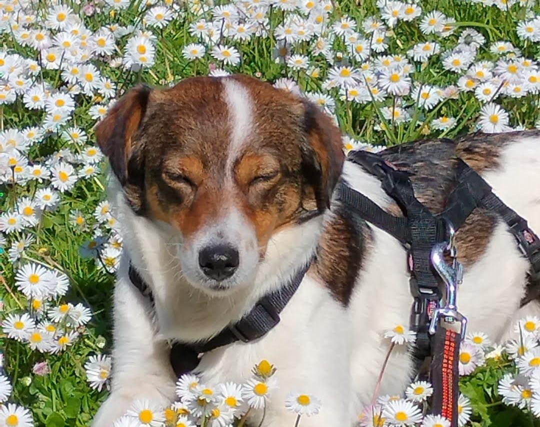 Heliopolis<br>Aprile dolce dormire!