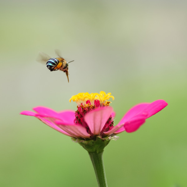 Mazzarello<br>Buon compleanno Mazzarello!