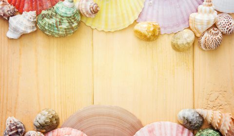 Sant’Andrea<br>Le attività di Luglio