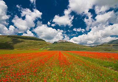 Crocetta<br>Agosto 2024