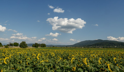 Il Valentino<br>Festa d’estate 2024