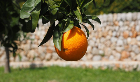 Vivaldi<br>Luglio 2024