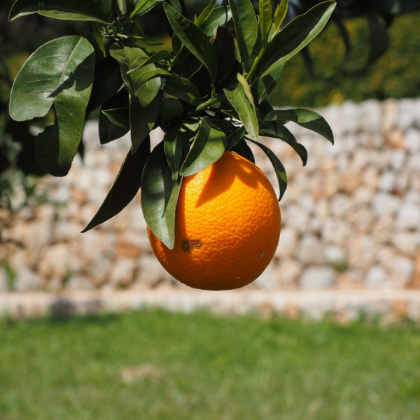 Smeralda<br>Eventi d’estate