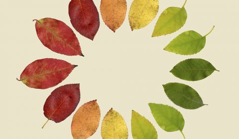 Sant’Andrea <br> Novembre 2024