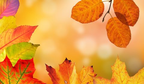 Frate Sole <br> Festa d’autunno