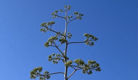 Vittoria <br> Limpida vita mia