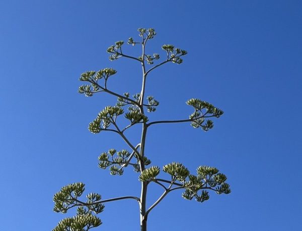 Vittoria <br> Limpida vita mia