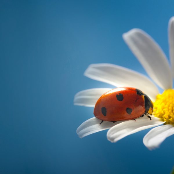 Il Giglio <br> Marzo 2025