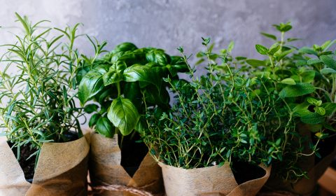 La Certosa di Pavia <br> Viaggio nei profumi della natura