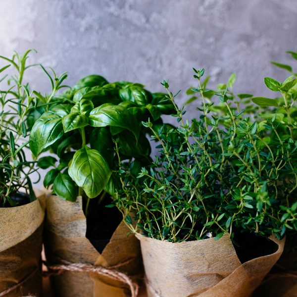 La Certosa di Pavia <br> Viaggio nei profumi della natura