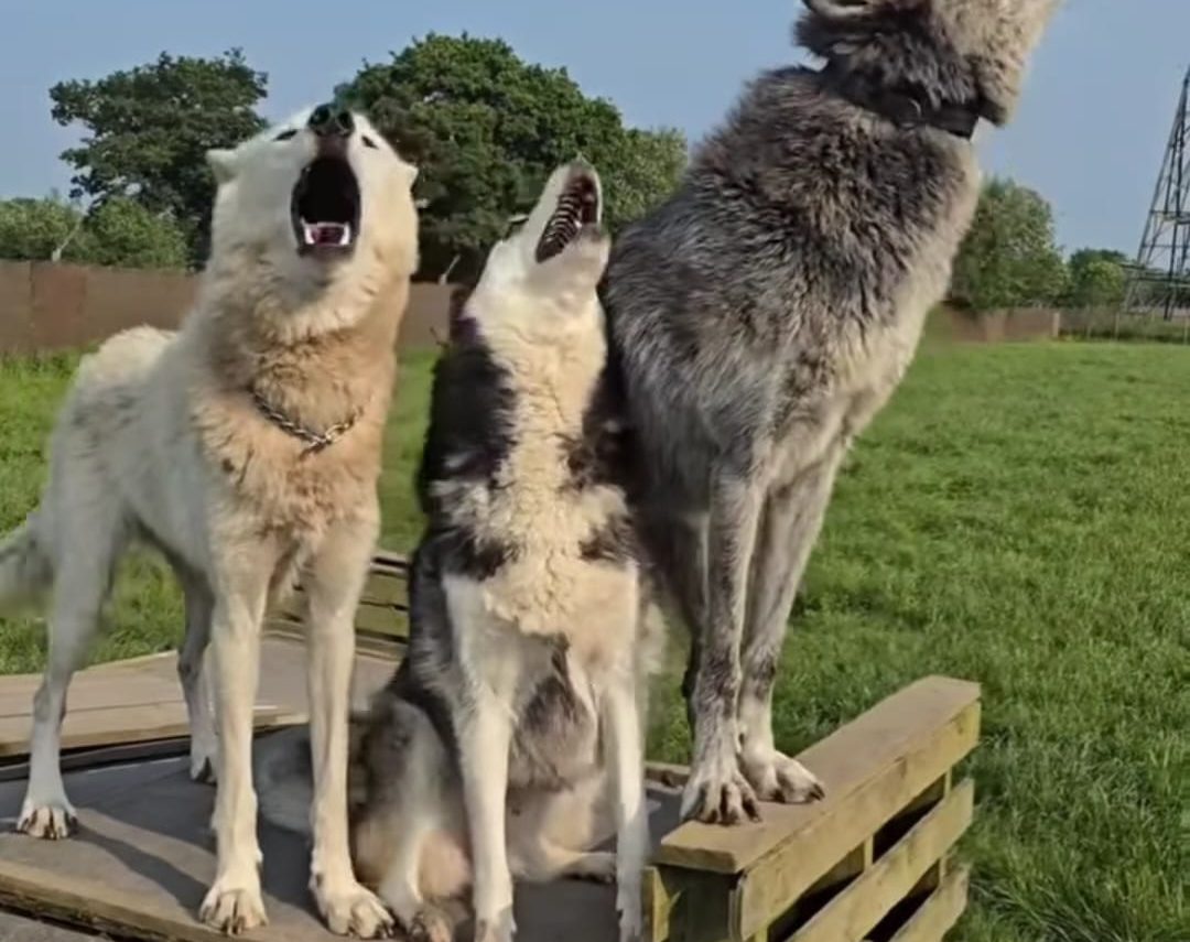 Heliopolis <br> Dog Camp di Aprile 2025