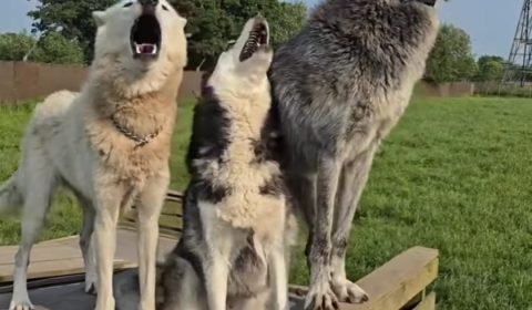 Heliopolis <br> Dog Camp di Aprile 2025