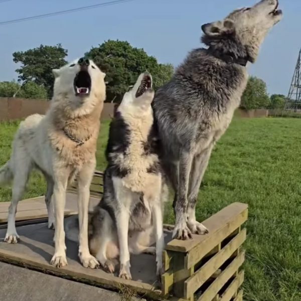 Heliopolis <br> Dog Camp di Aprile 2025
