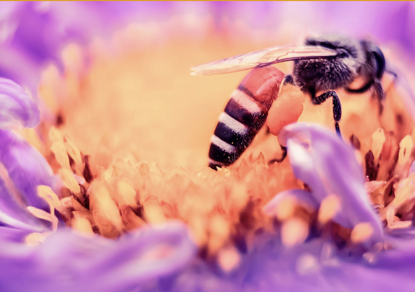 Villa Antea <br> Il meraviglioso mondo delle api