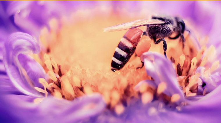 Villa Antea <br> Il meraviglioso mondo delle api