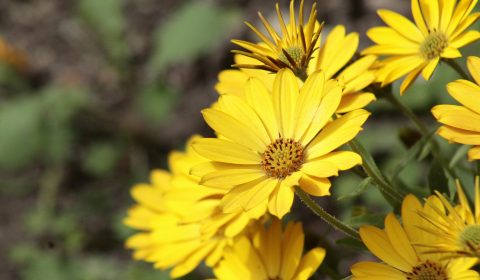 Saccardo <br> Luglio 2025