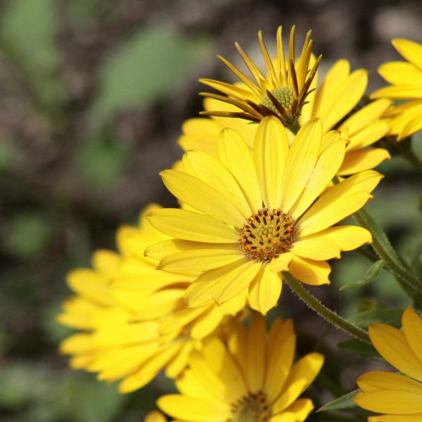 Saccardo <br> Luglio 2025