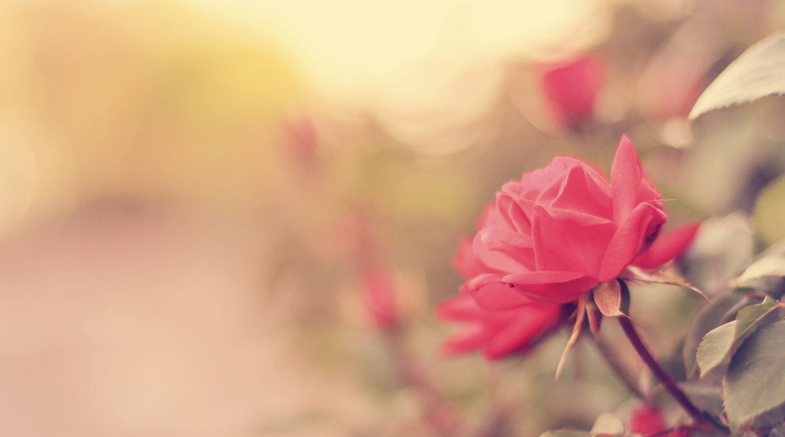 La Certosa di Pavia <br> L’emozione del profumo