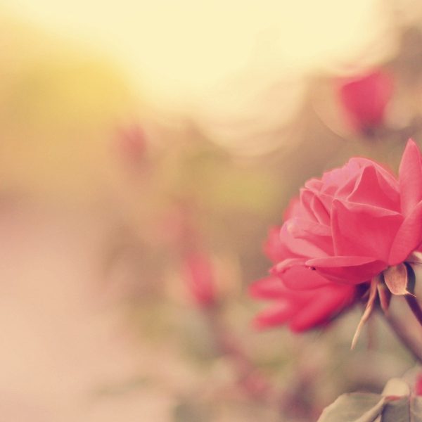 La Certosa di Pavia <br> L’emozione del profumo