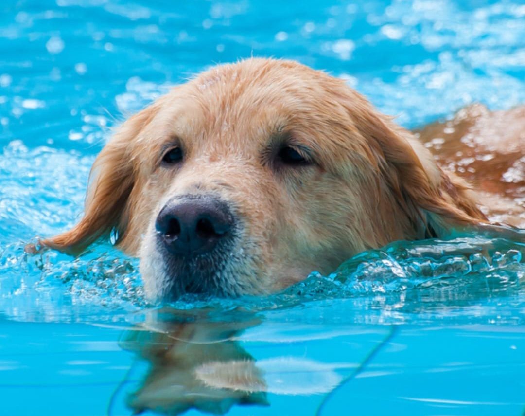 Heliopolis <br> Dog Camp di giugno