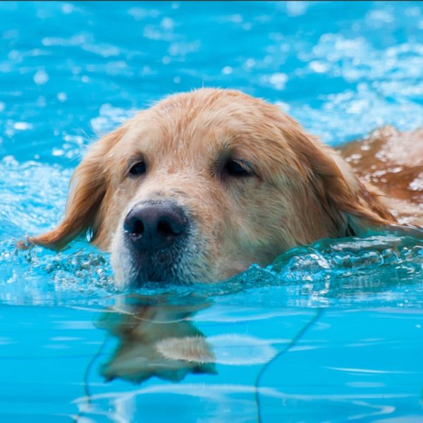 Heliopolis <br> Dog Camp di giugno