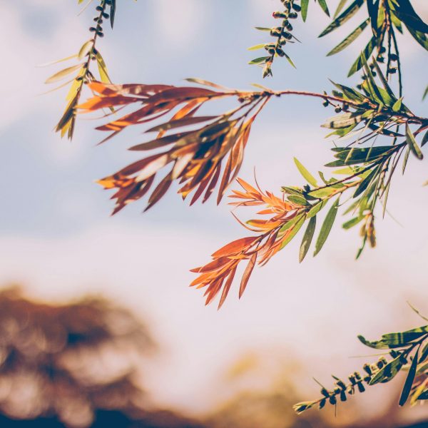 Saccardo <br> Settembre 2025