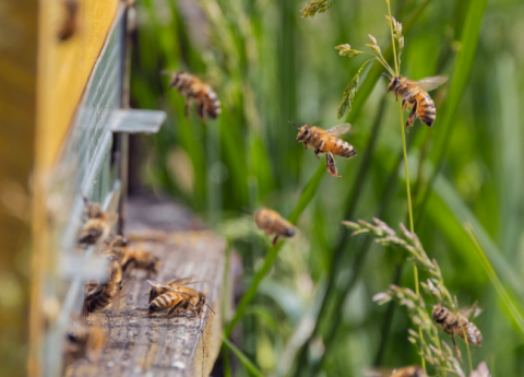 Bee Korian: quattro anni di api, natura e relazioni tra generazioni