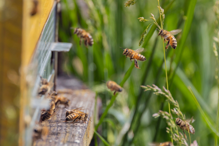 Bee Korian: quattro anni di api, natura e relazioni tra generazioni