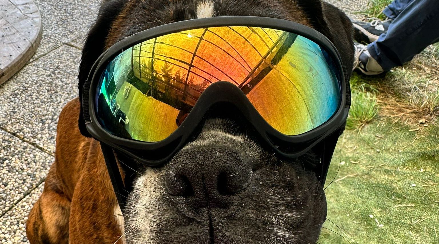 Heliopolis<br> Dog camp di settembre 2025