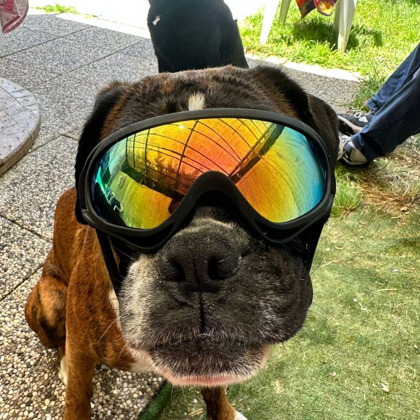 Heliopolis<br> Dog camp di settembre 2025