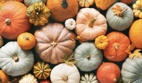 Frate Sole<br>Festa della zucca 2025