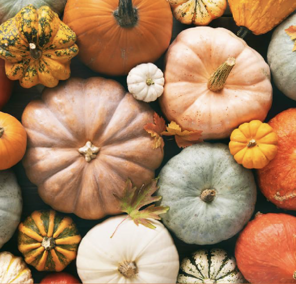 Frate Sole<br>Festa della zucca 2025