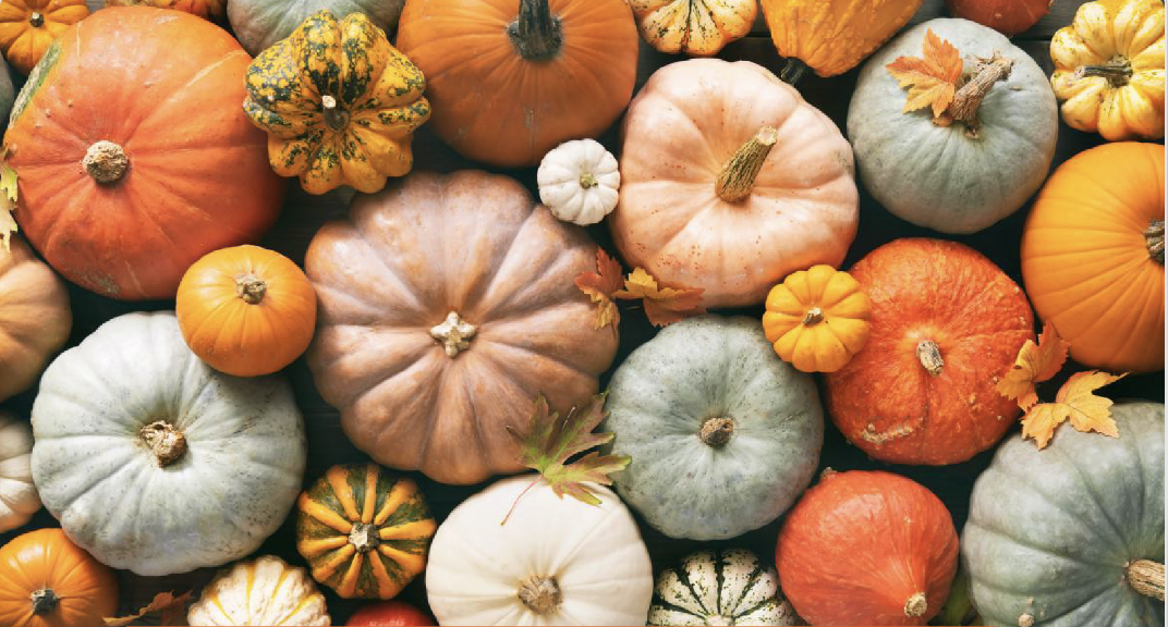 Frate Sole<br>Festa della zucca 2025