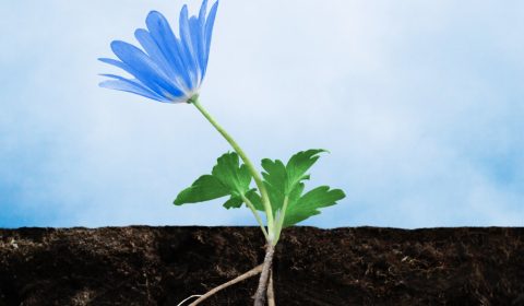 Villa Marica<br>Giornata mondiale dell’Alzheimer