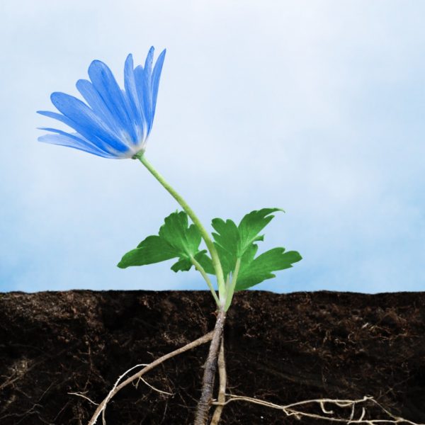 Villa Marica<br>Giornata mondiale dell’Alzheimer