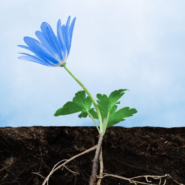 Nuova Fenice<br>Giornata mondiale dell’Alzheimer