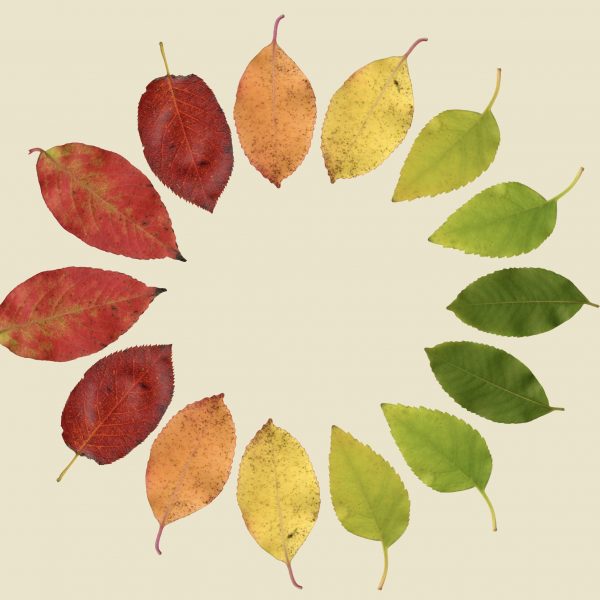 Heliopolis<br>Le stagioni della demenza<br>L’Autunno